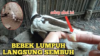 CARA PALING AMPUH MENGOBATI ENTOK, BEBEK LUMPUH