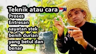 Teknik atau Cara Proses Entresan sayatan stek benih durian yang simpel betul & benar