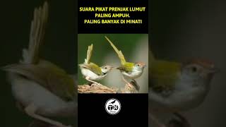 Suara pikat prenjak lumut paling ampuh, paling banyak diminati