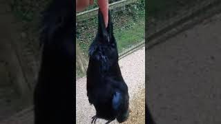 #when #you #try #to #feed #birds #and #goes #wrong