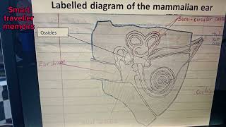 Understanding the Mammalian Ear and Eye Adaptations: Biology Explained!