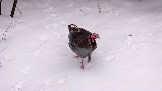 Wild Turkey (26 March 2023)