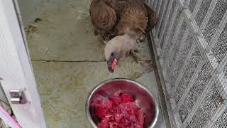 Saving injured vulture and giving them a second chance at life | Animal rescue compilation