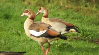 Nilgans