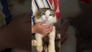 Funny cats #Shorts #viral #gaming