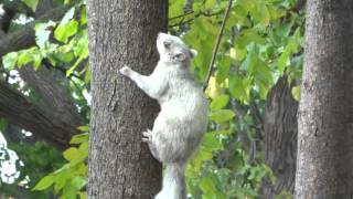 White squirrel - 2015 Oct.11