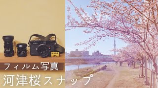 【MINOLTA CLE】旧中川河川敷で河津桜スナップ【フィルムカメラ】