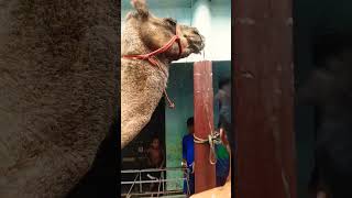 Long Camel 🐫🐫in Murshidaabad#viral #camels #camel_racing