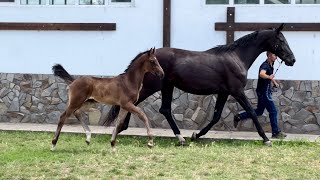 colt by Gray Flanell - Fürstenball *2023 Oldenburg