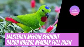 Masteran Mewah Serindit Gacor Ngerol Nembak Full Isian