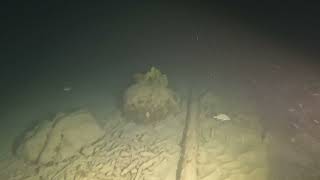 Playa Kalli (Alice in Wonderland) Night Dive 1-12-24