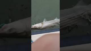 Kid Catches Big Fish #fishing #stripedbassfishing #stripedbass #kidfishing