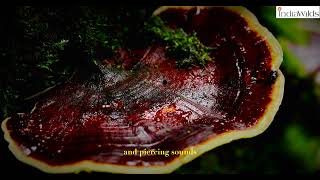 Strange #sounds in #rainforest | 4KUHD | #nature #wildlife #india #travel #explore #cicada