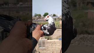 original birds Omar Kabutar | #pigeonloves #pigeons #kabootar #kabutarlover #birds #youtubeshort