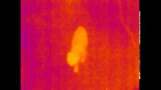 Cat in infrared (thermal) / Kaķis infrasrkanaja spektra