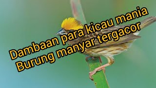 Burung manyar tergacor full nembak rapat//burung masteran#pemulakicaukicau