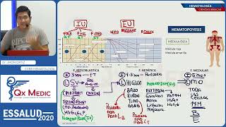 Resumen de Hematologia - Ciencias básicas