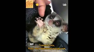 #Shorts funny animals,prank, let your finger, позвольте Ваш  пальчик,приколы с животными