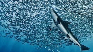 SARDINE RUN. AMAZING DIVE!!!. Southafrica.