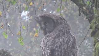 Lappuggla/ Great Grey Owl