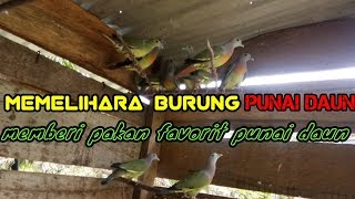 Memberi Makan Belasan Burung Punai Daun