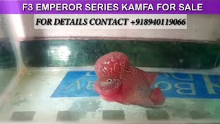 Emperor series f3 kamfa for sale | for details contact +918940119066