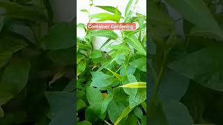 Container Gardening #shorts #containergardening #vegetables