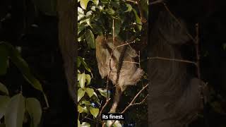 Хищники-ленивцы и их причудливые механизмы защиты #shortsvideo #shorts #funfacts #sloths