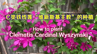 C类铁线莲维新斯基主教的种植/How to plant the Clematis Cardinal Wyszynski?