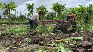 BAJAK SAWAH YANG MASIH ADA POHON TEMBAKAO BIKIN EMOSI SEPANJANG HARI