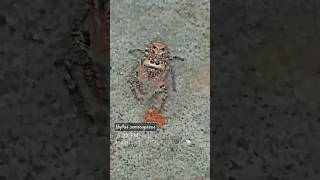 Aww this cute spider is saying hello!🥺🕷#spider #arachnida #cute #eyes #shorts