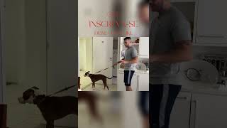 Como Ensinar Seu Cachorro a Passear do Seu Lado Sem Puxar  parte 4