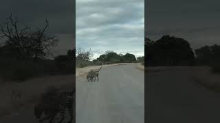 Hedgehog vs. Leopard: The Ultimate Showdown! 🦔🐆 #wildlifesanctury #asiancountry #southasia