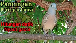 Perkutut lokal gacor Pancingan percepat bunyi Hitungan detik Nyaut gacor.