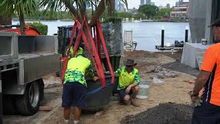 Dragon Tree Installation