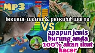 dekukur & perkutut suara EMAS   100% burung lain ikut gacor #kungmania