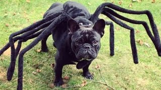 Spiderdog back #youtube #dog #spiderman