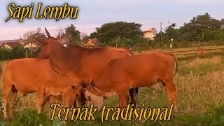 sapi ternak tradisional #sapijinak #sapilokal #sapiindukan #sapisuper #lembujinak #sapigemuk