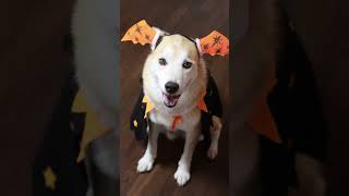 Preparatevi ad un Halloween da Cani