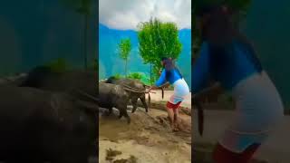 Indian village teen girl ploughing filed | Hal jot ti Bailon se | Beautiful Indian Girl