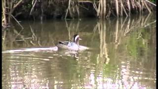 Sarcelle d'été (Anas querquedula) Les oiseaux du Lac du Der