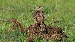 Feldlerche am Boden _ #Vogelbeobachtung 4K