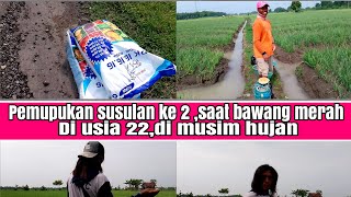 pemupukan ke 2,saat bawang merah usia 22 hari,di musim hujan dahsat