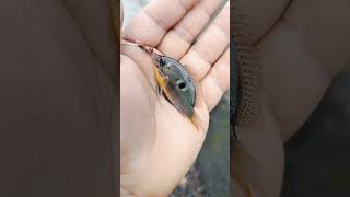 small fish #amazing #fishing #jk #shorts #badlapur #maharashtra