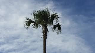 Flying kites in The Villages, Florida