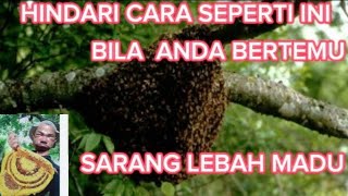 JANGAN LAKUKAN HAL INI PAS KETEMU SARANG LEBAH MADU