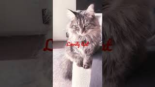 funny cat