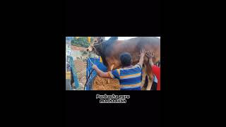 গরু কেনা ❤🐮🥳❤️‍🔥🧿😱👊 #shorts #viral #viralvideo #goruailo