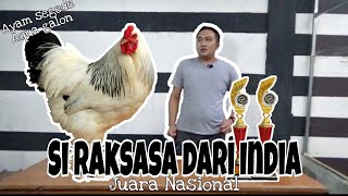 Cara ternak ayam brahma - ayam raksasa dari India (juara nasional)