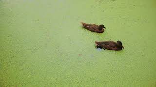 Ducks contaminated River ecology damage